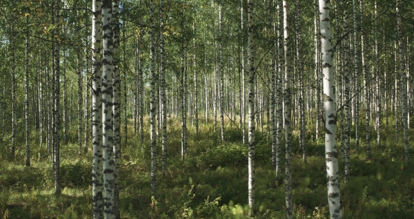 „Кога дрвјата на Мил ми зборуваа“, Кирсика Пакинен, Финска, 2021, 18’